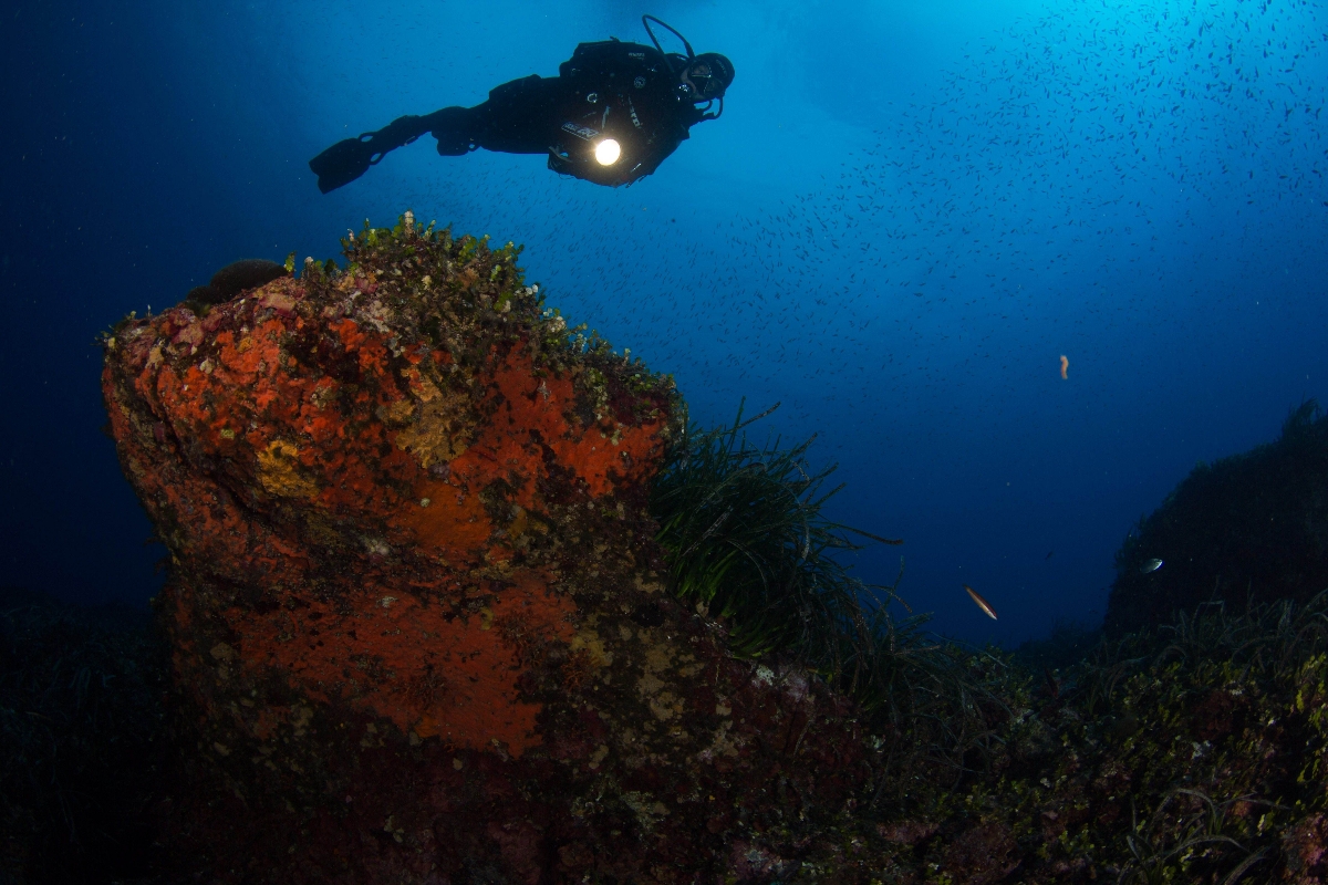 Underwater diving in the depths of Bosa